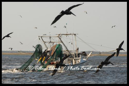 Carolina Fisherman and Pelicans