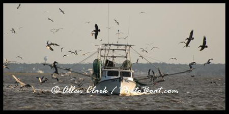 Carolina Fisherman