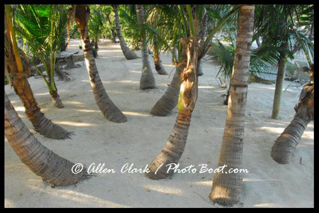 Palm Trees