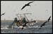 Carolina Fisherman and Pelicans