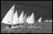Downwind Laser Fleet