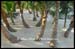Palm Trees